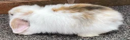 Mini Lop rabbits for sale: STINNING PURE BREED MINI LOPS AMAZING COLOURS - Advert 6
