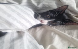 Dwelf cats for sale: 2 sweet kittens  - Image 2