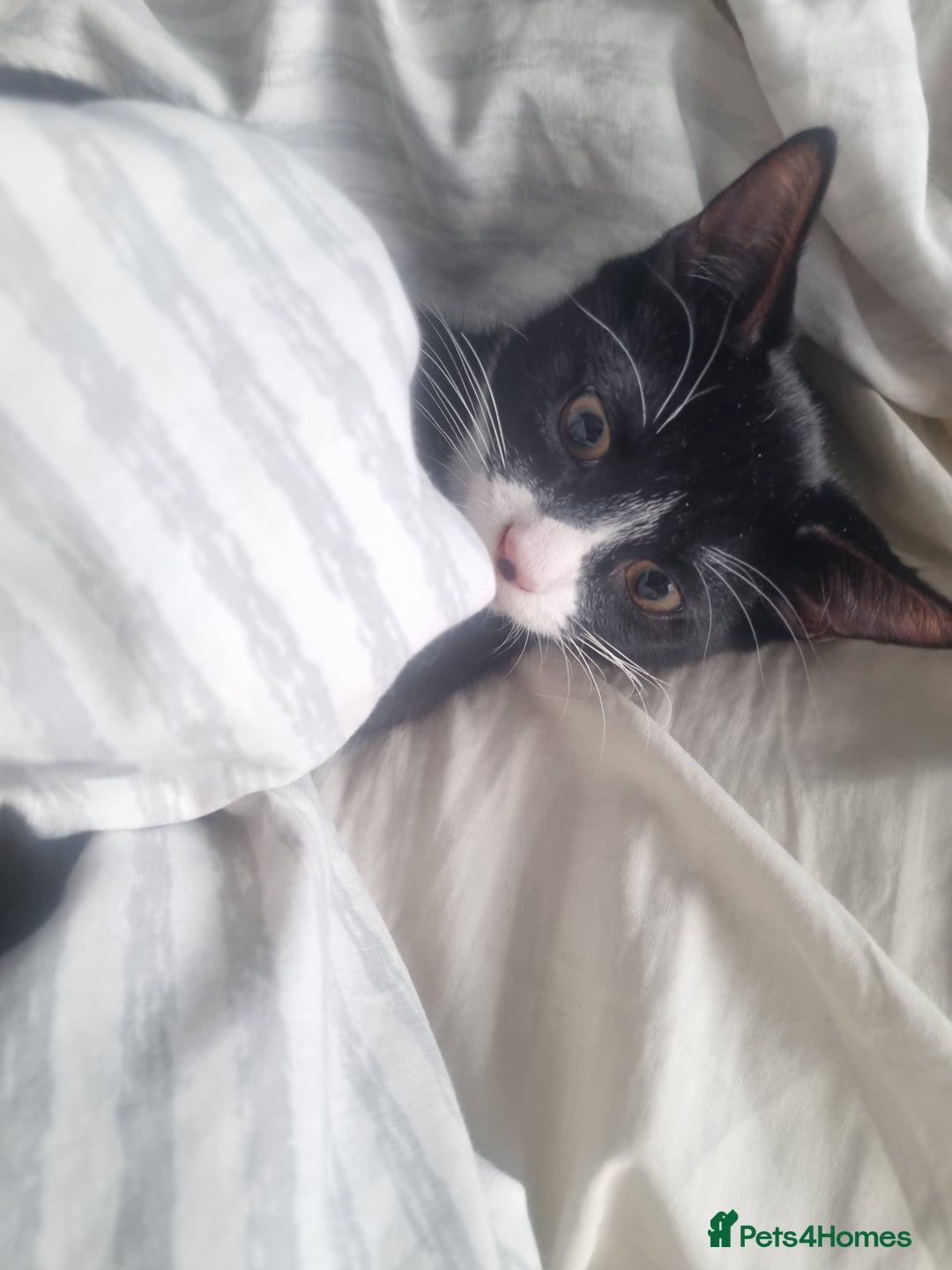 Dwelf cats for sale: 2 sweet kittens  - Image 2