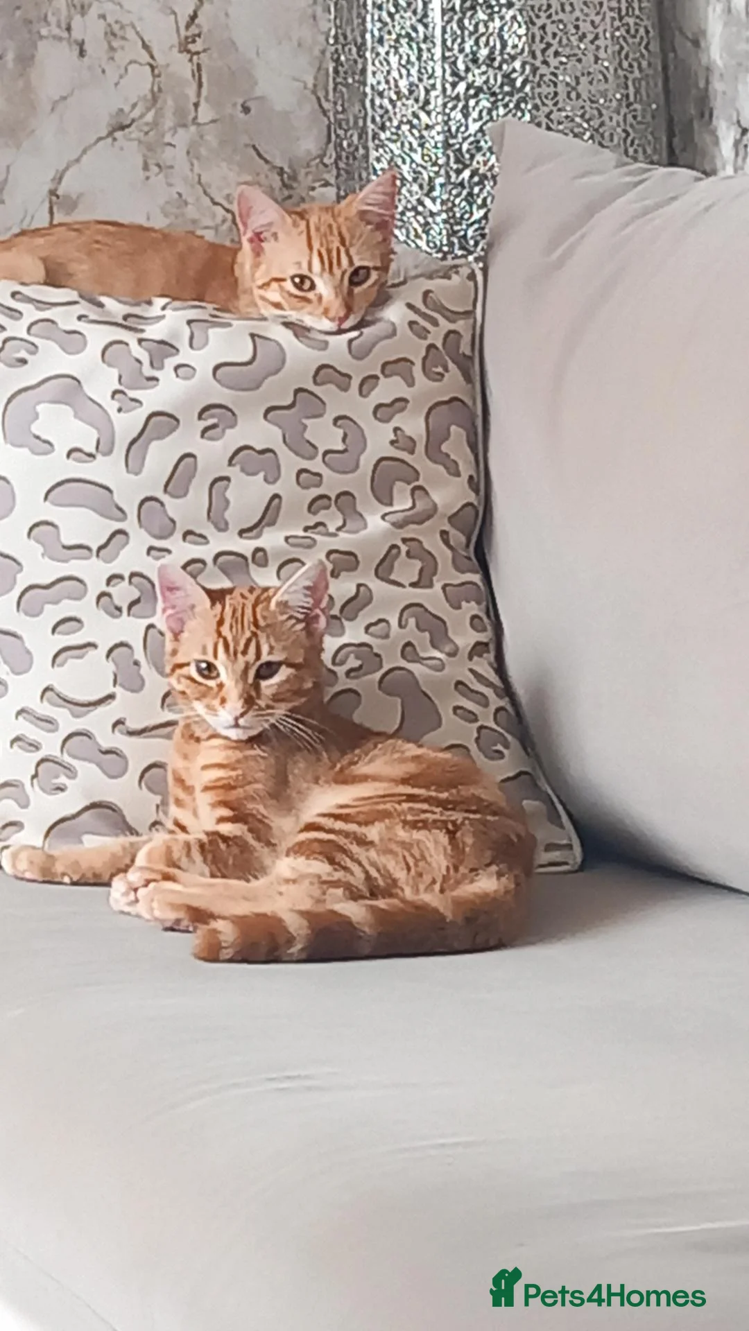 Mixed Breed cats for sale: Ginger kittens - Advert 1