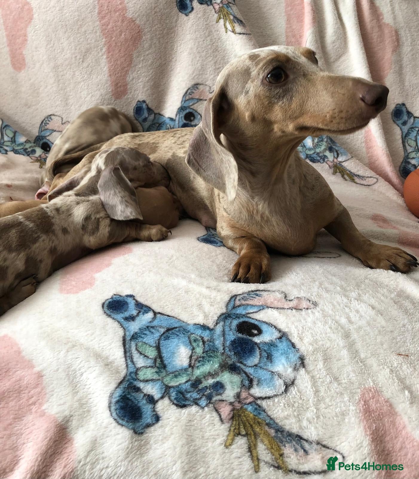 Miniature Dachshund dogs Miniature dachshund puppies - Advert 1