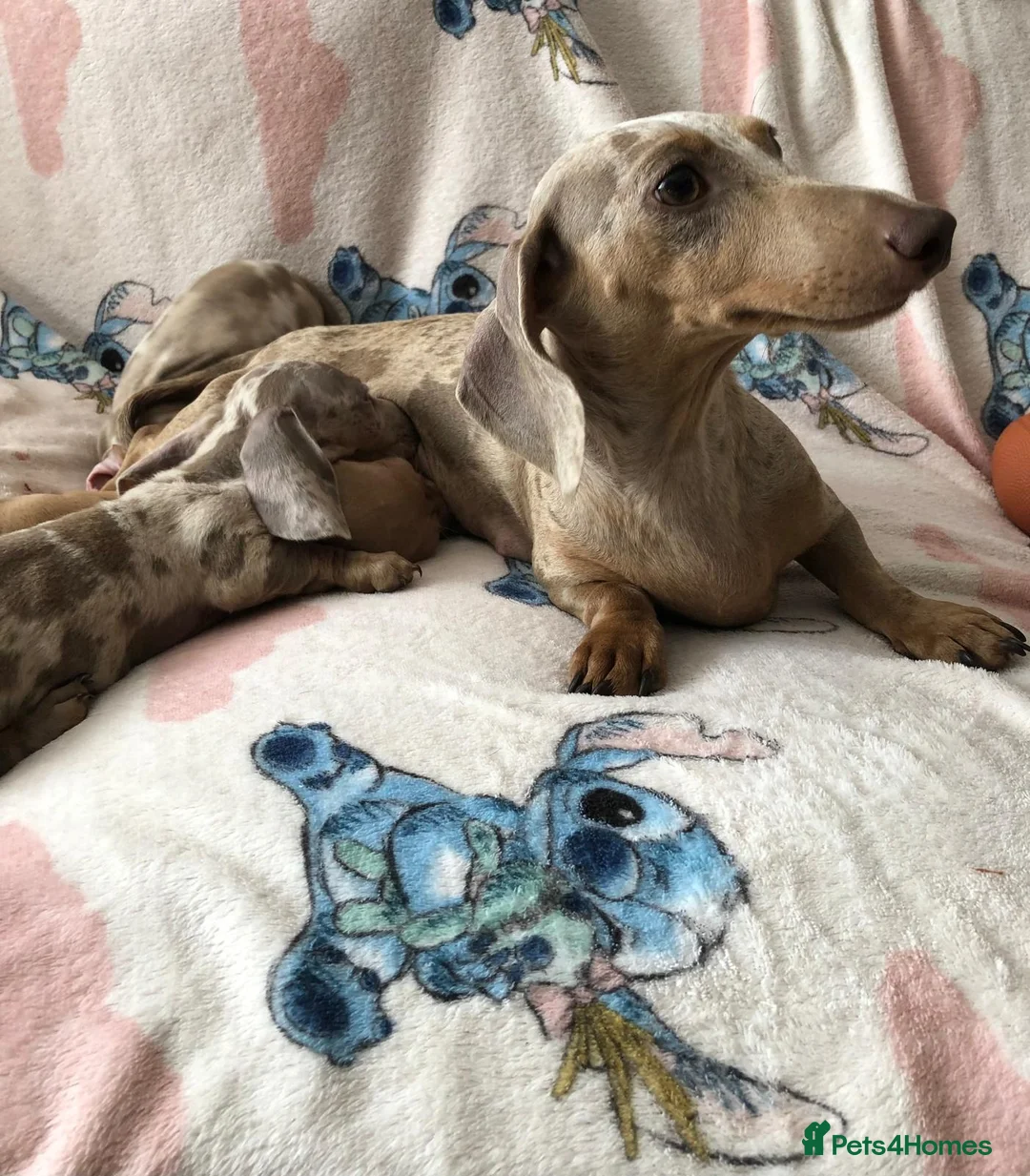 Miniature Dachshund dogs for sale: Miniature dachshund puppies in Bromley - Advert 1