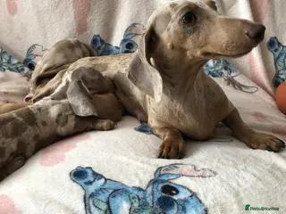 Miniature Dachshund dogs Miniature dachshund puppies - Advert 1