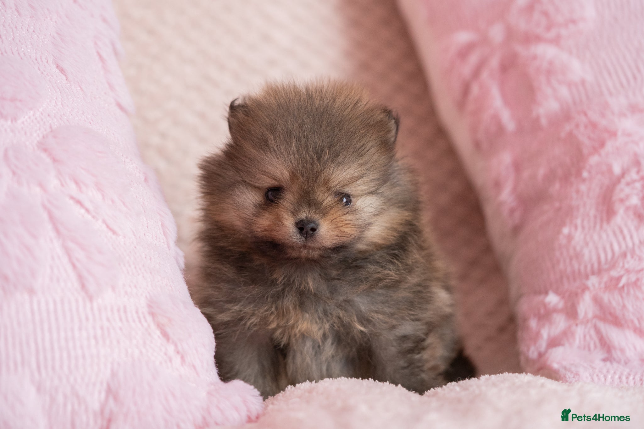 Pomeranian dogs KC registered Pomeranian Puppy - Advert 1