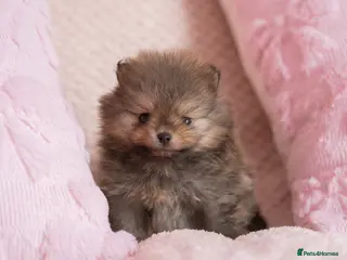 Pomeranian dogs KC registered Pomeranian Puppy - Advert 8