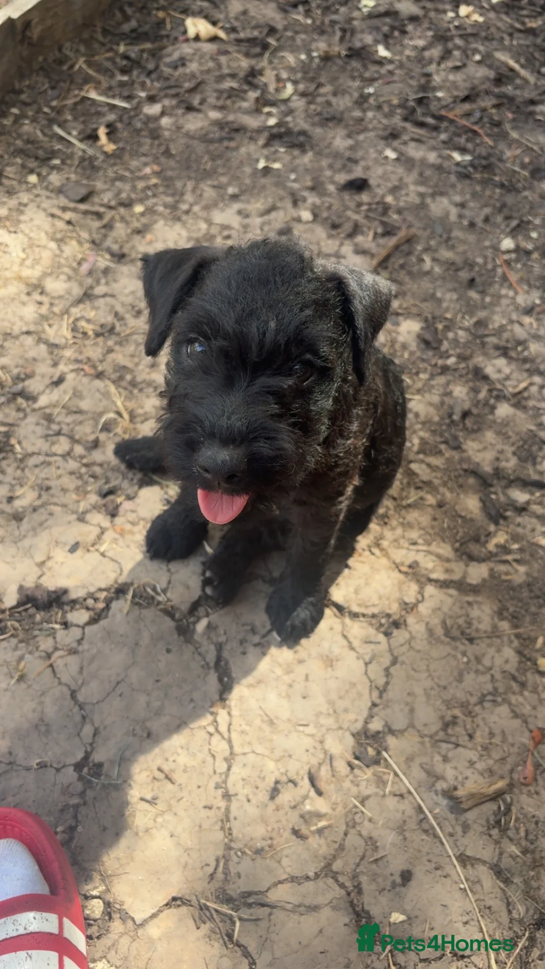 Mixed Breed dogs for sale: Female patterdale puppy  - Advert 5