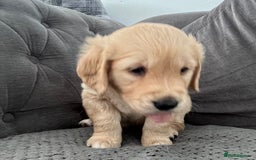 Golden Retriever dogs for sale: Golden retriever puppies - Image 14