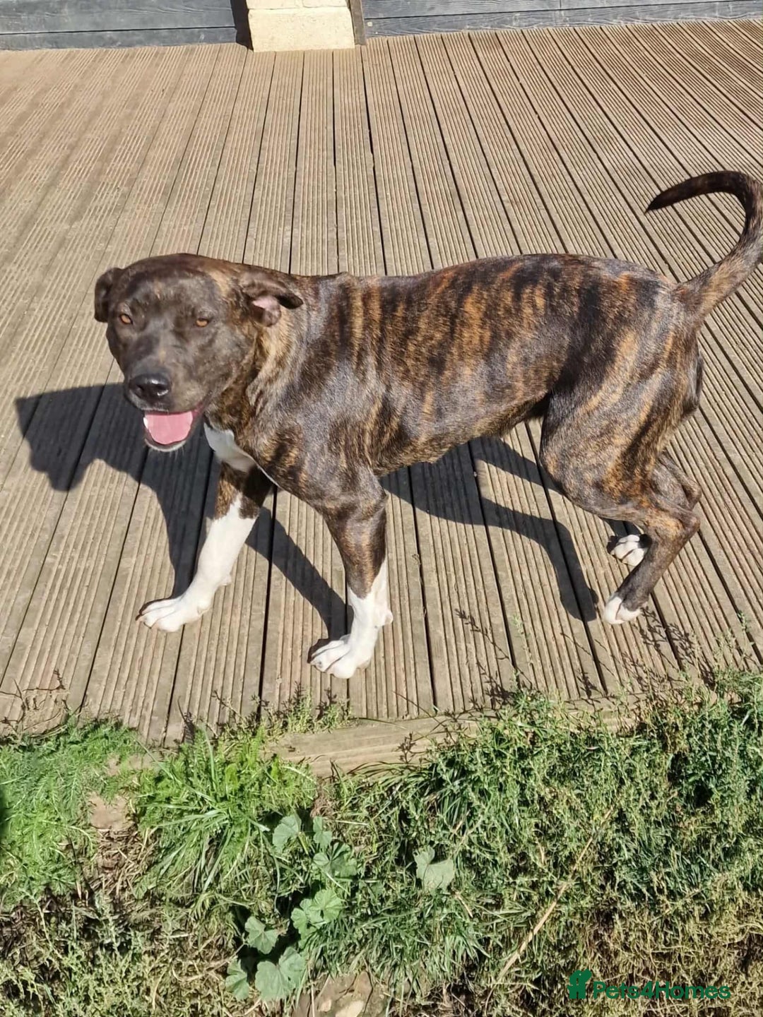 Mixed Breed dogs for sale: Fun Loving Companion - Advert 3