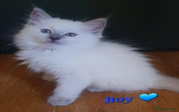 Ragdoll cats for sale: Ragdoll boy and girl ready now 💙❤️ - Image 3