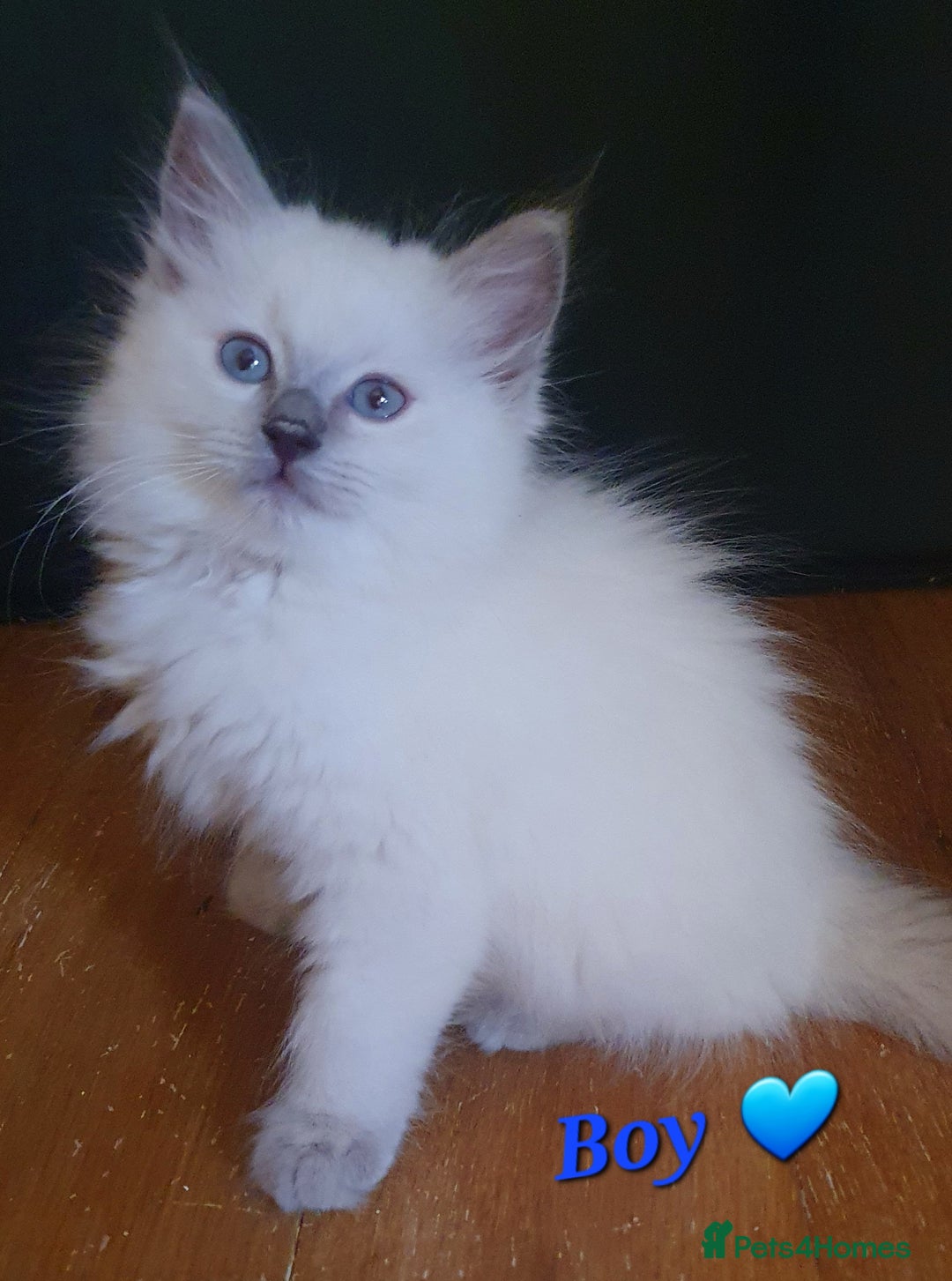 Ragdoll cats for sale: Ragdoll boy and girl ready now 💙❤️ - Image 3