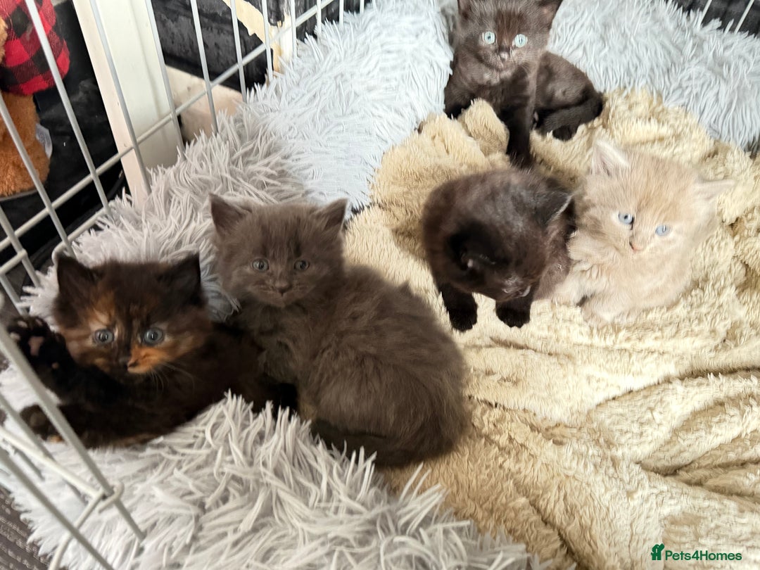 Mixed Breed cats for sale: 5 kittens  - Advert 8