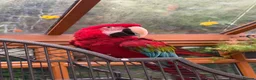 Macaws birds for sale: Greenwing Macaw - 3 years old in Scunthorpe - Advert 1