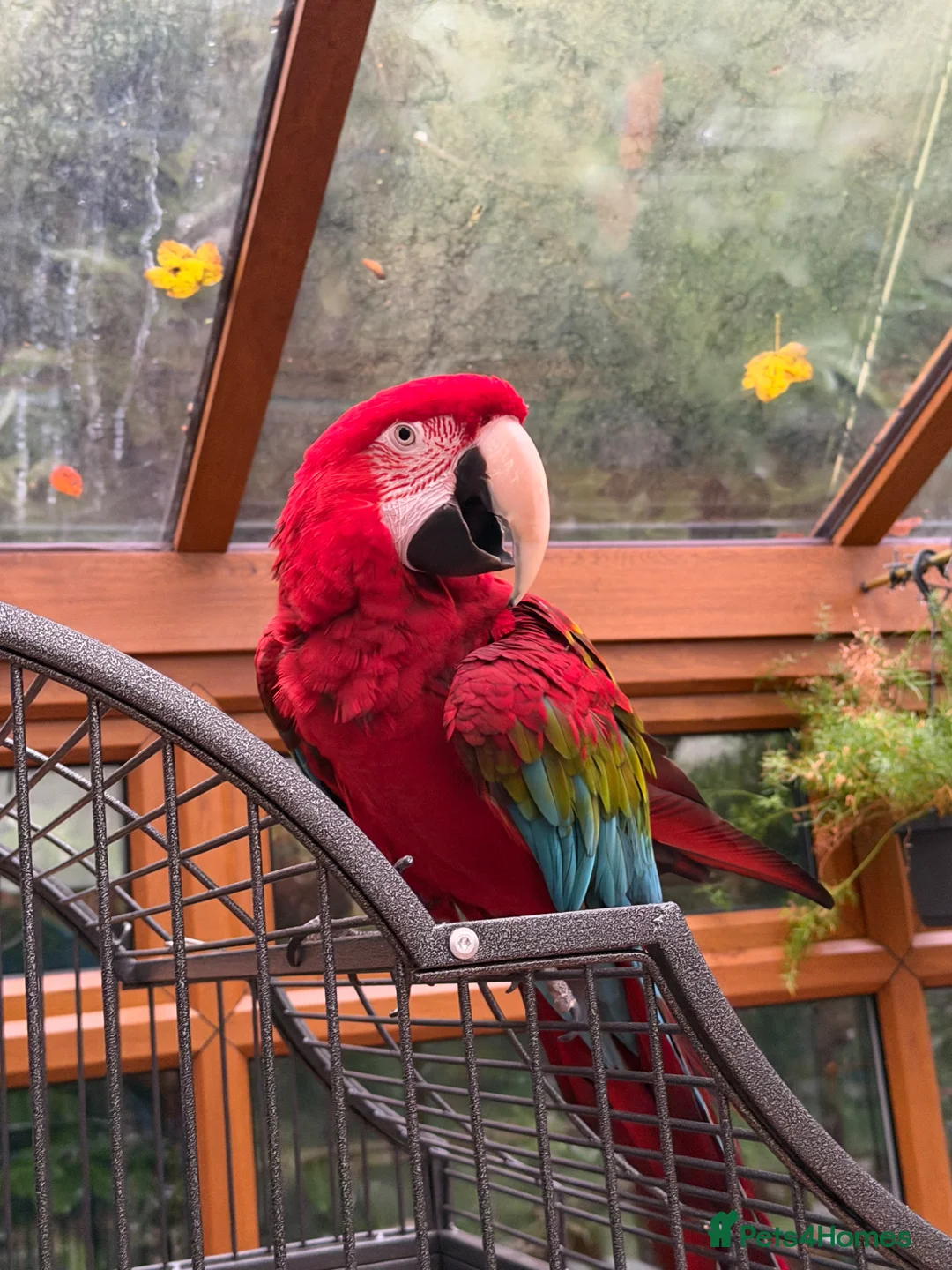 Macaws birds for sale: Greenwing Macaw - 3 years old in Scunthorpe - Advert 1