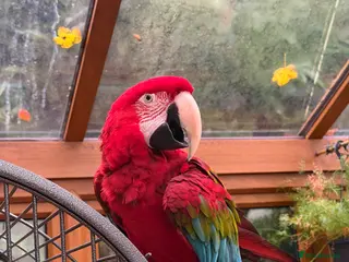 Macaws birds Greenwing Macaw - 3 years old - Advert 4