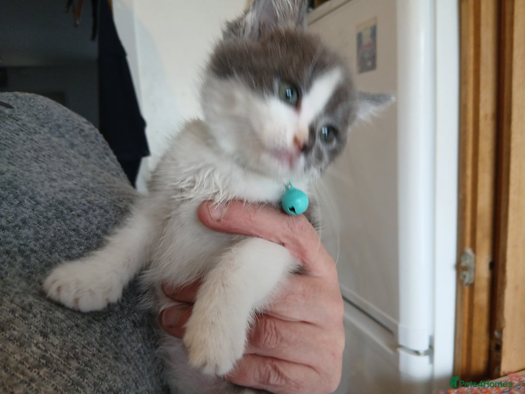 Mixed Breed cats for sale: 3 [remaining] girl kittens looking for new homes - Image 8