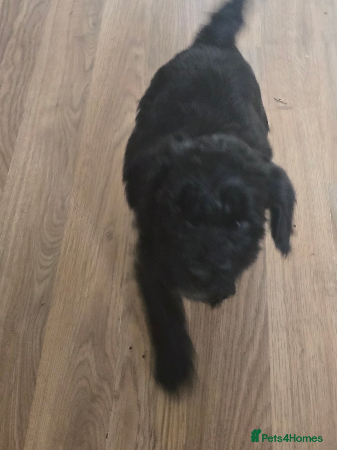 Cockapoo dogs for sale: Cockapoo pups - Image 6