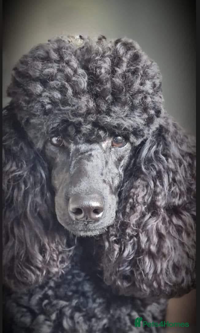 Miniature Poodle dogs Kc registered, quality miniature poodles - Advert 1