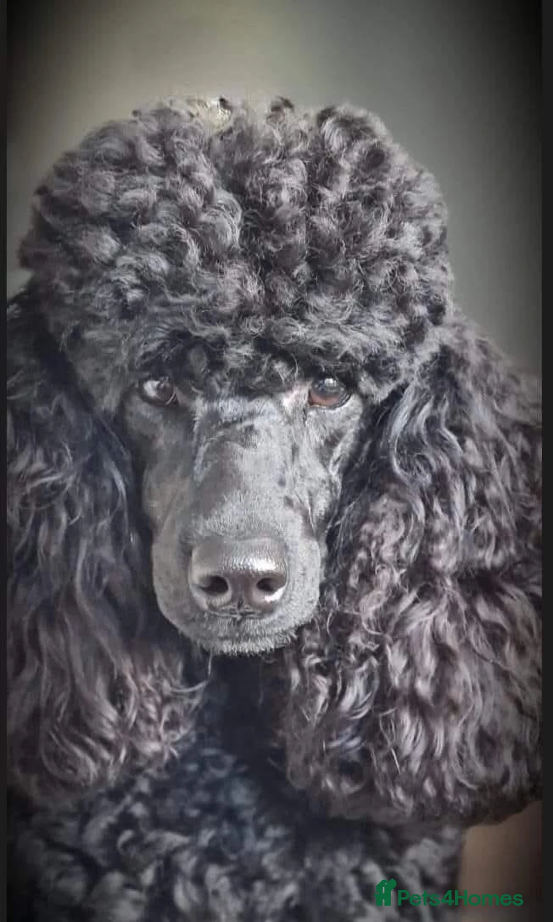 Miniature Poodle dogs for sale: Kc registered, quality miniature poodles - Advert 1