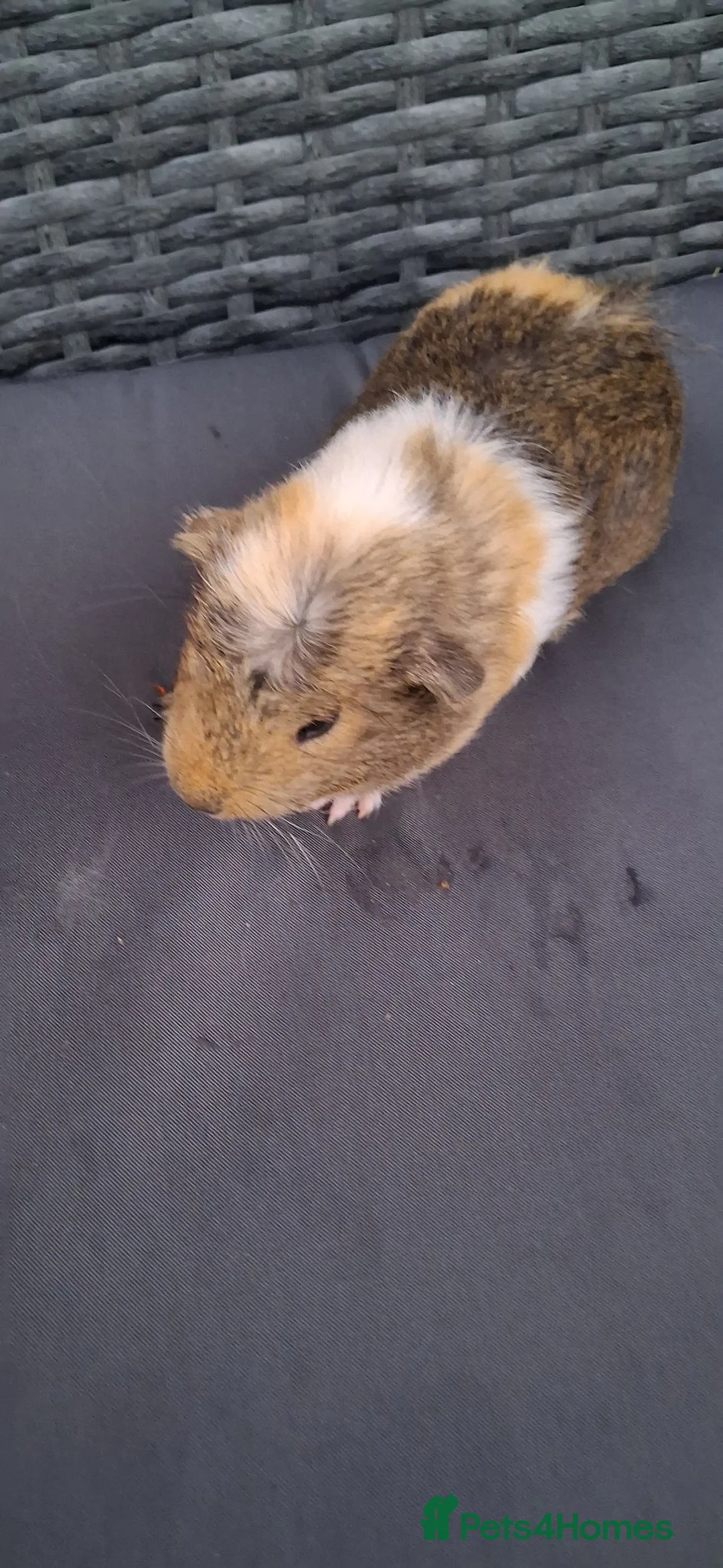 Guinea Pig rodents for sale: Baby girl guinea pigs - Advert 2