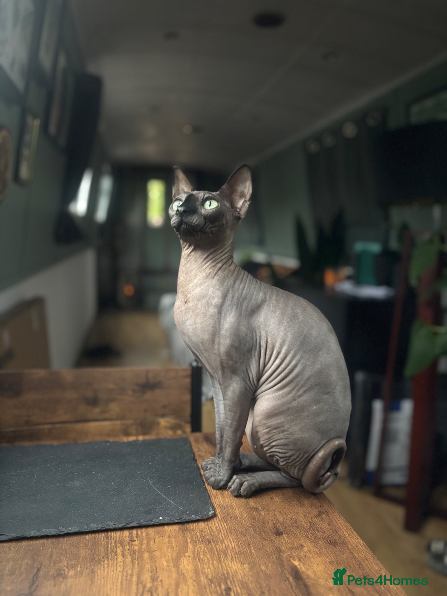 Sphynx cats for sale: Black Sphynx cat, female  in Lichfield - Advert 1