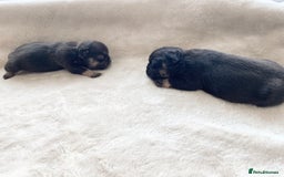 French Bulldog dogs for sale: Beautiful litter off French bulldog puppies  - Image 19