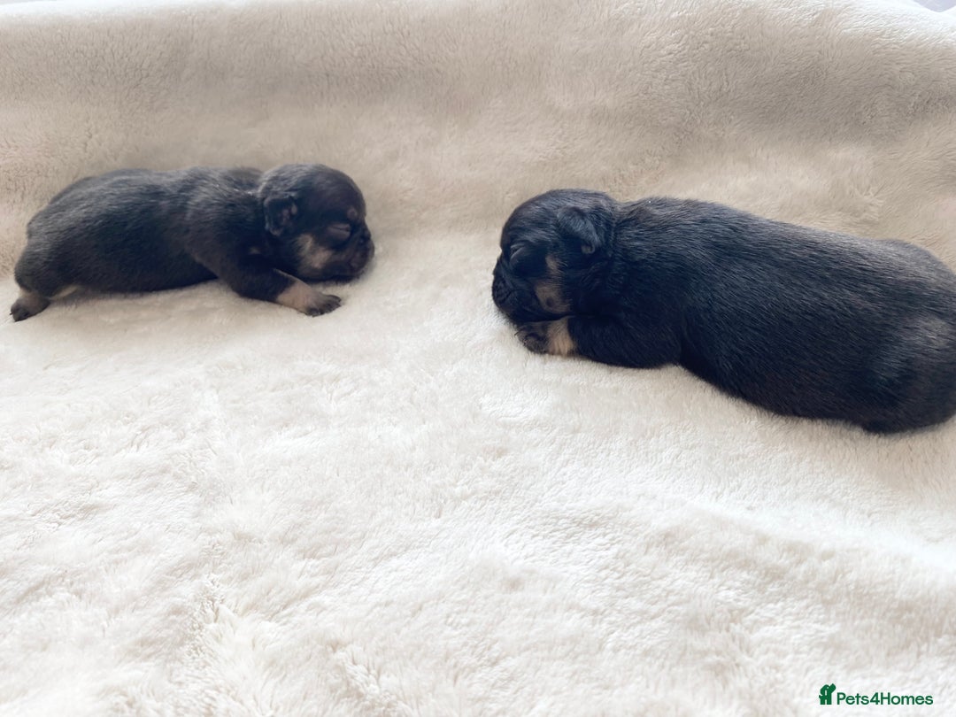 French Bulldog dogs for sale: Beautiful litter off French bulldog puppies  - Image 19
