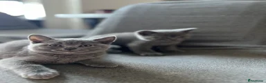 British Shorthair 1
