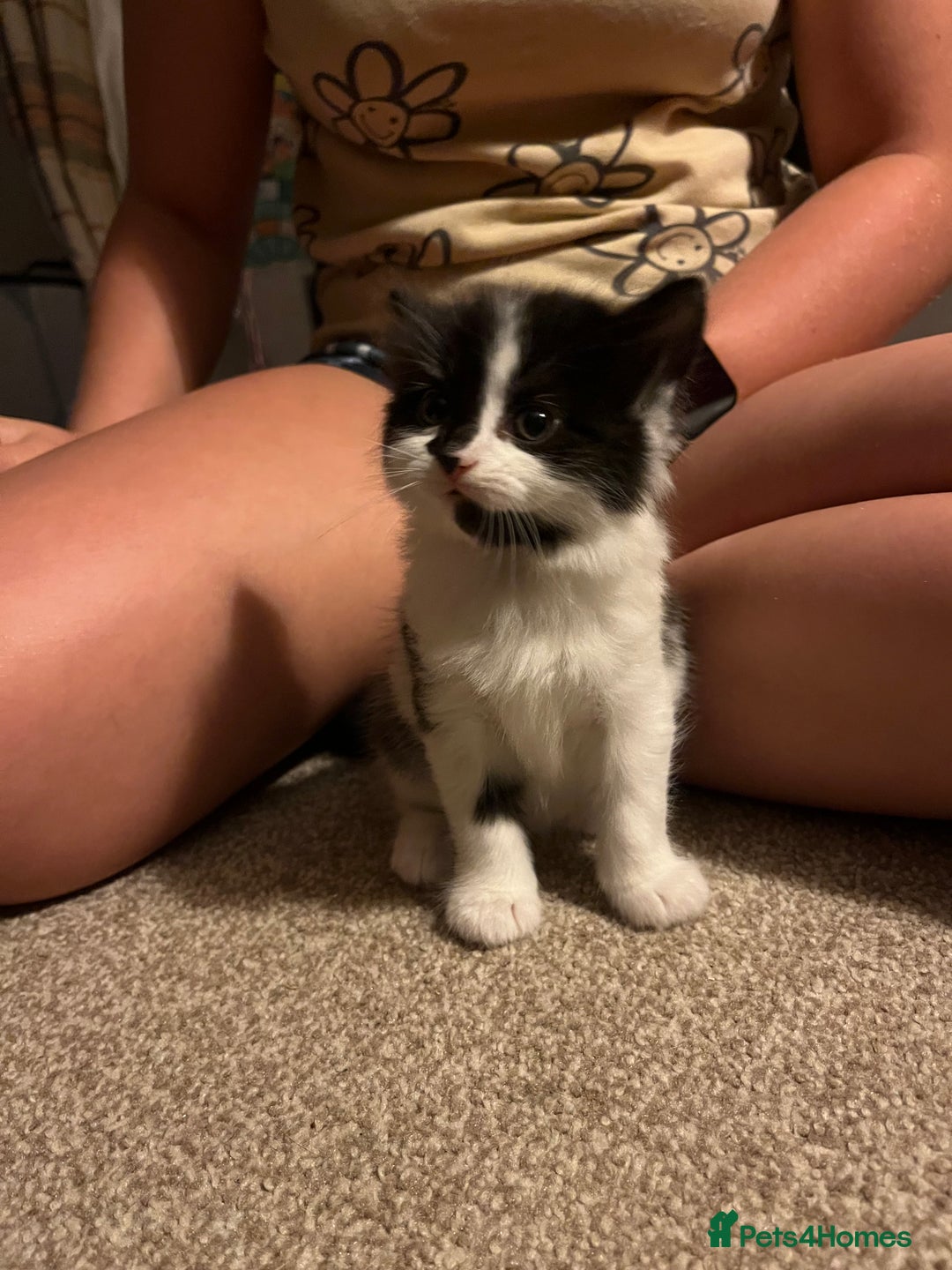 Mixed Breed cats for sale: Black and white Kittens - Image 7