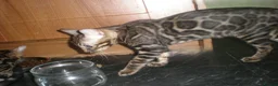 Bengal cats for sale: 5 Beautiful Bengal Kittens Ready Now  - Advert 5