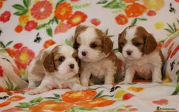 Cavalier King Charles Spaniel dogs for sale: 7 Puppies ready for reservations - Image 30