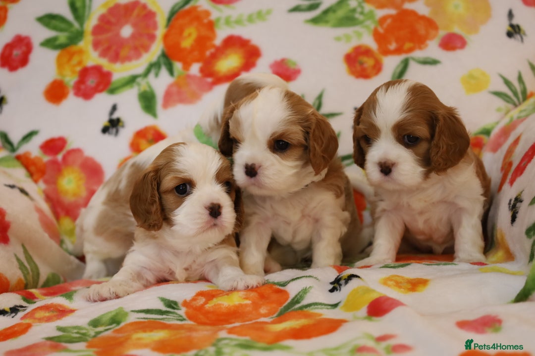 Cavalier King Charles Spaniel dogs for sale: 7 Puppies ready for reservations - Image 30