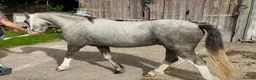 Welsh Section A horses for sale: Little Pea  - Advert 6
