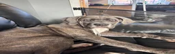 Cane Corso dogs for sale: Lucy The Cane corso - Advert 7