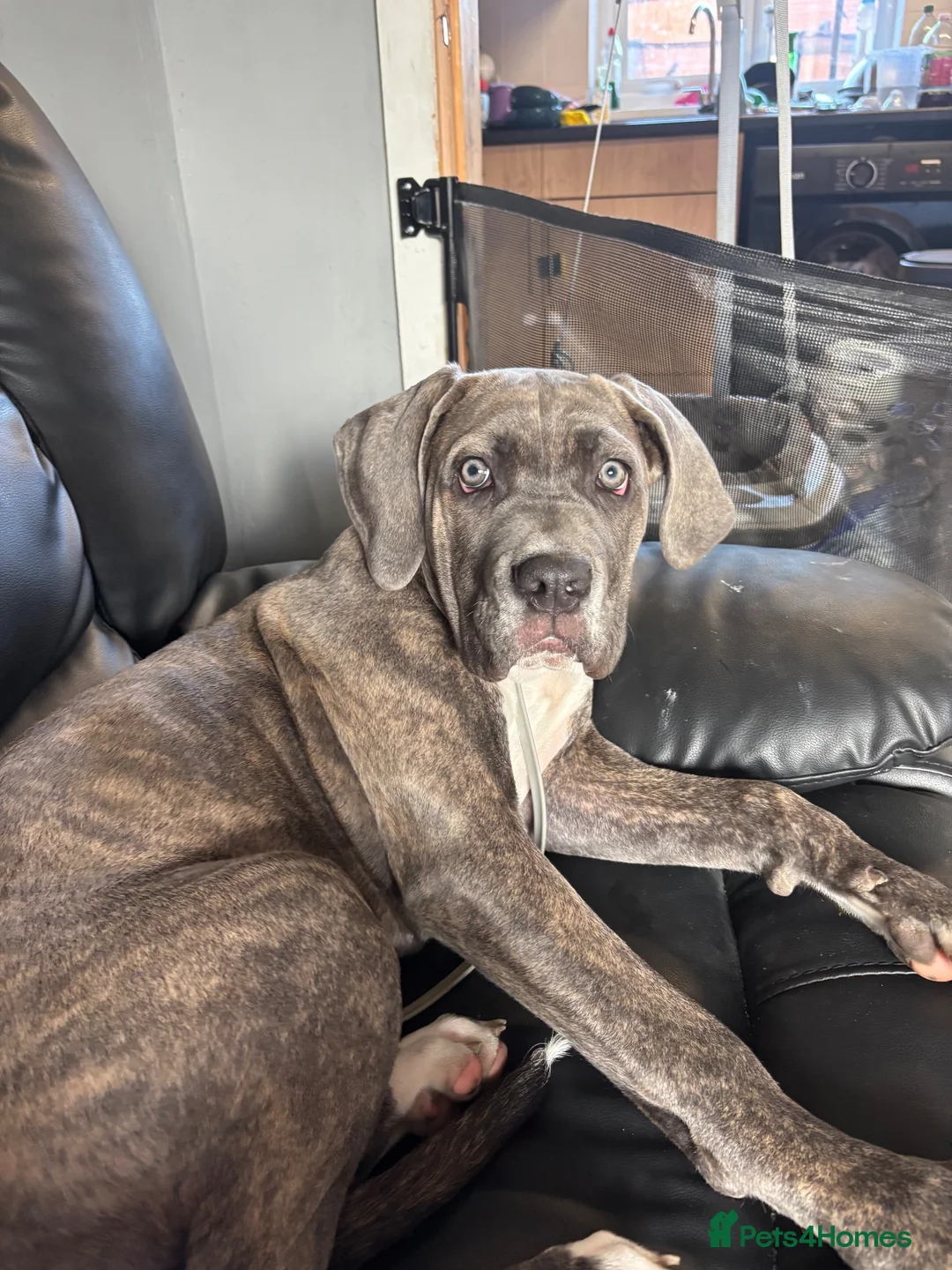 Cane Corso dogs for sale: Lucy The Cane corso - Advert 7