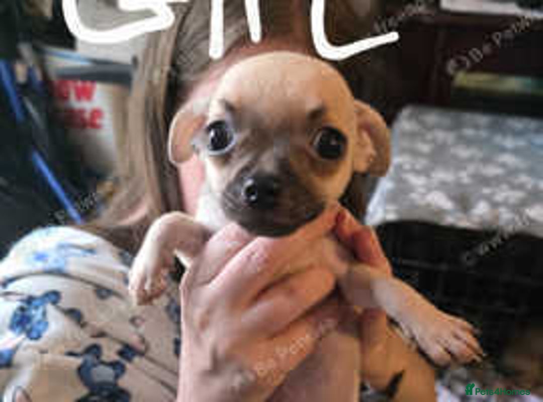Mixed Breed dogs for sale: Chihuahua x Pug puppies  - Image 5