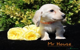 Miniature Dachshund dogs for sale: Miniature Longhaired Dachshunds in West Bromwich - Image 3