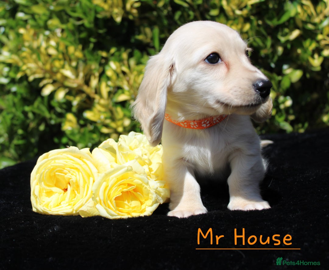 Miniature Dachshund dogs for sale: Miniature Longhaired Dachshunds in West Bromwich - Image 3