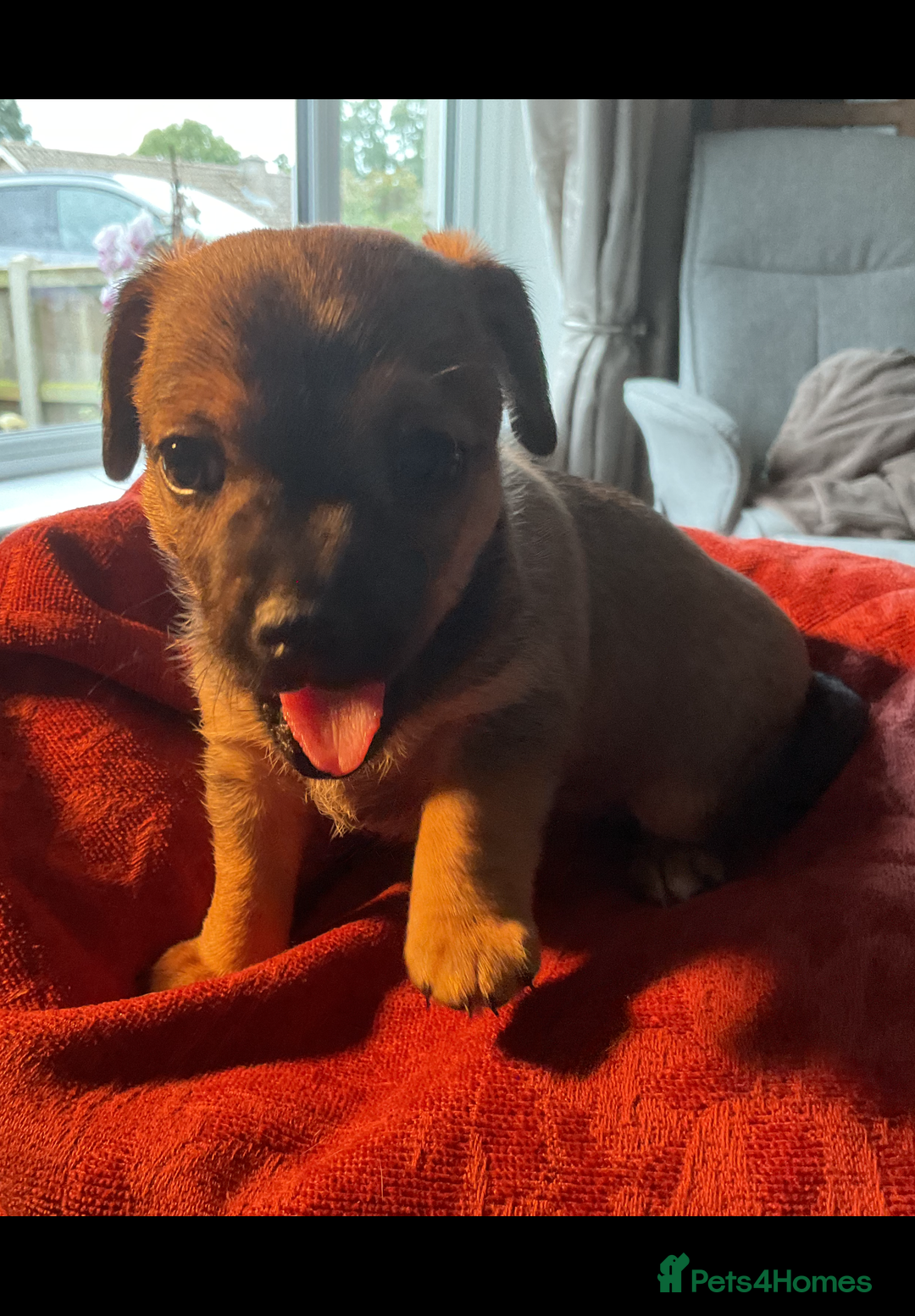 Chihuahua dogs for sale: Chihuahua Puppies  - Image 2