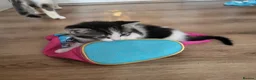 Mixed Breed cats for sale: Stunning bi-colour kittens in Ipswich - Advert 21
