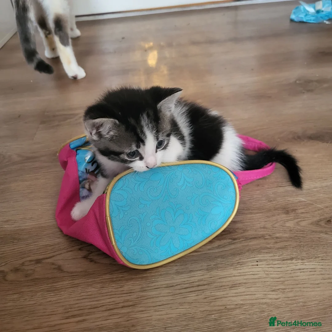 Mixed Breed cats for sale: Stunning bi-colour kittens in Ipswich - Advert 21