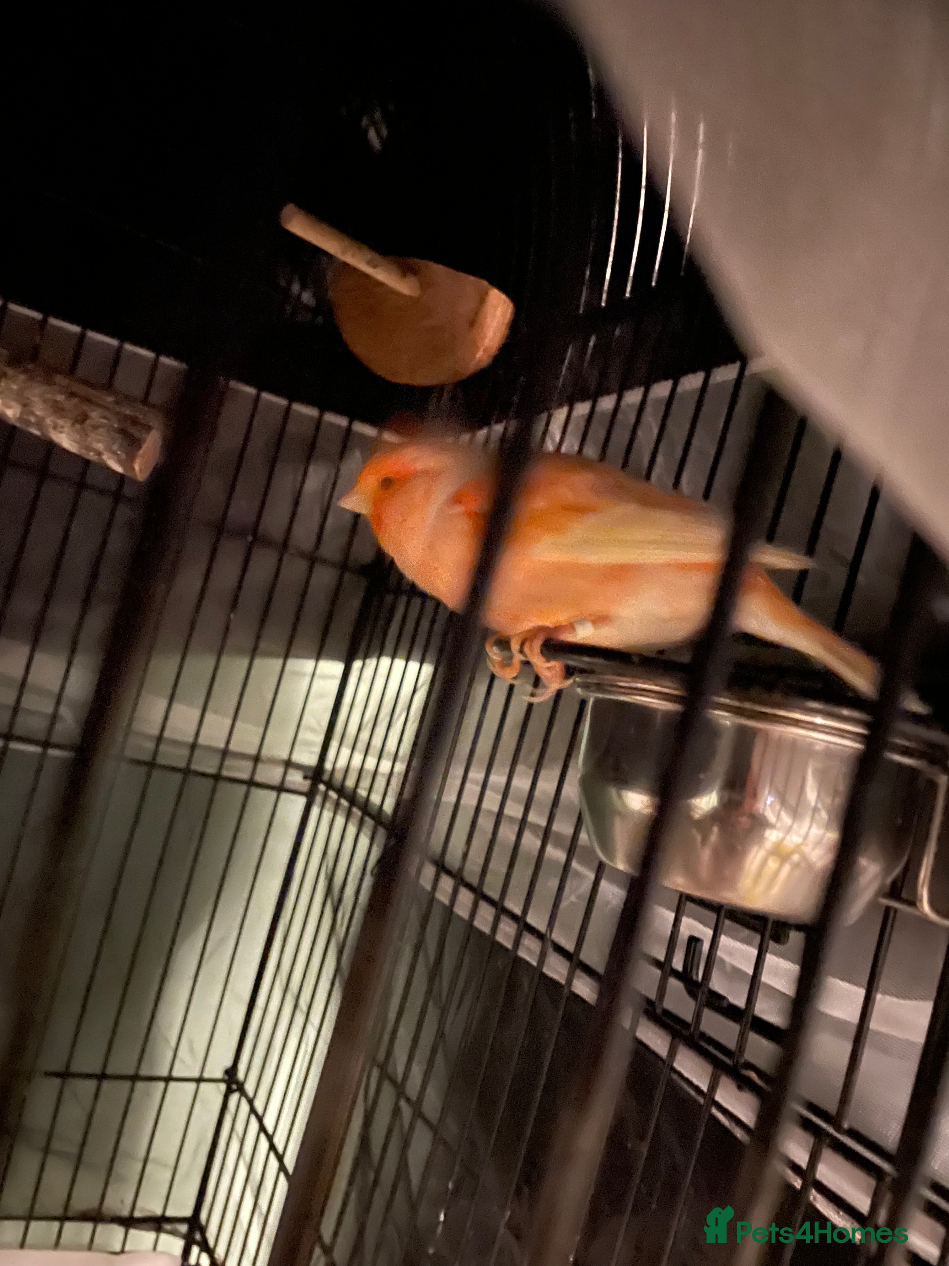 Canaries birds Canaries as a pair for sale - Advert 1