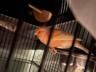 Canaries birds Canaries as a pair for sale - Advert 1