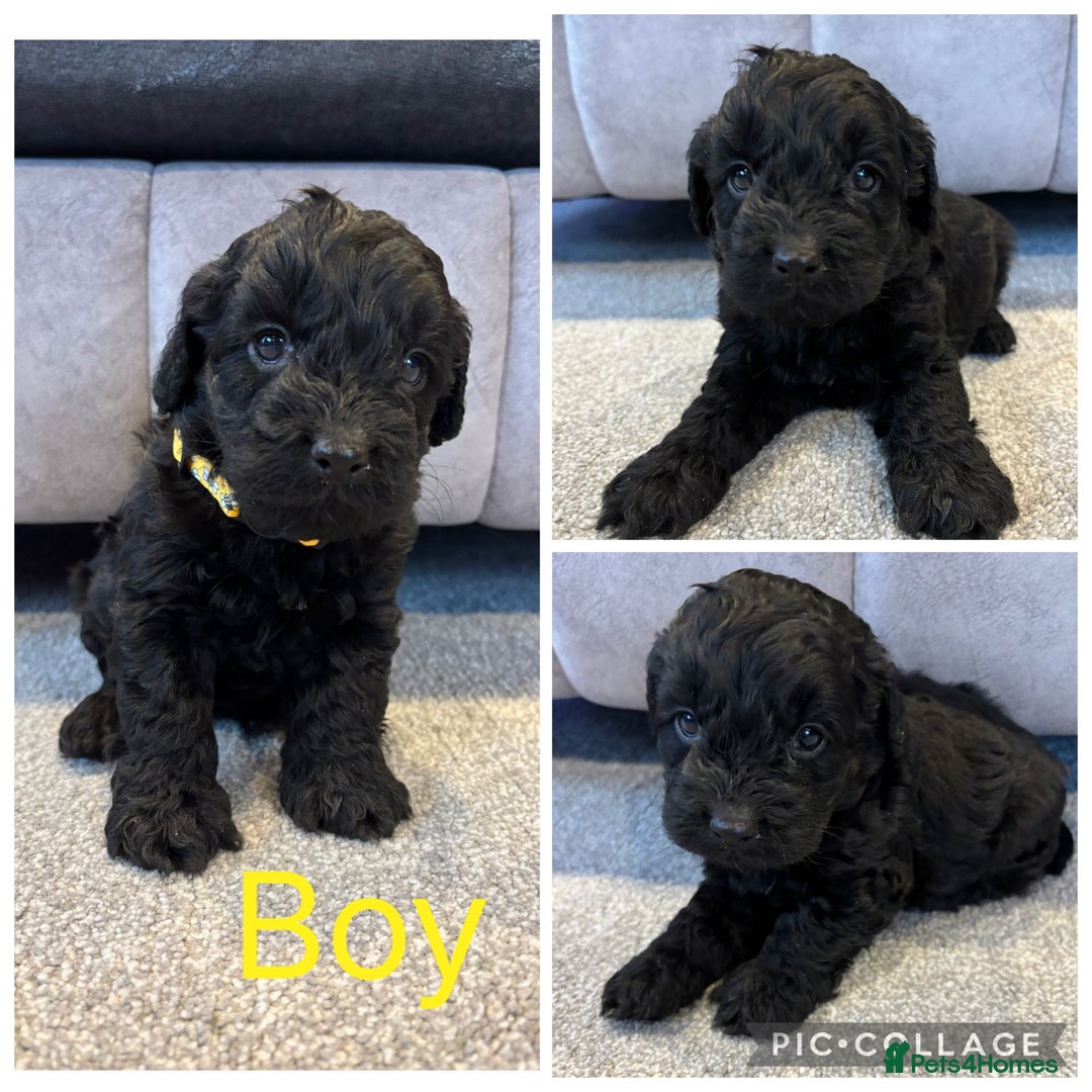Cockapoo dogs for sale: Six stunning cockapoo puppies - Advert 37