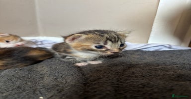 Mixed Breed cats - Advert 1