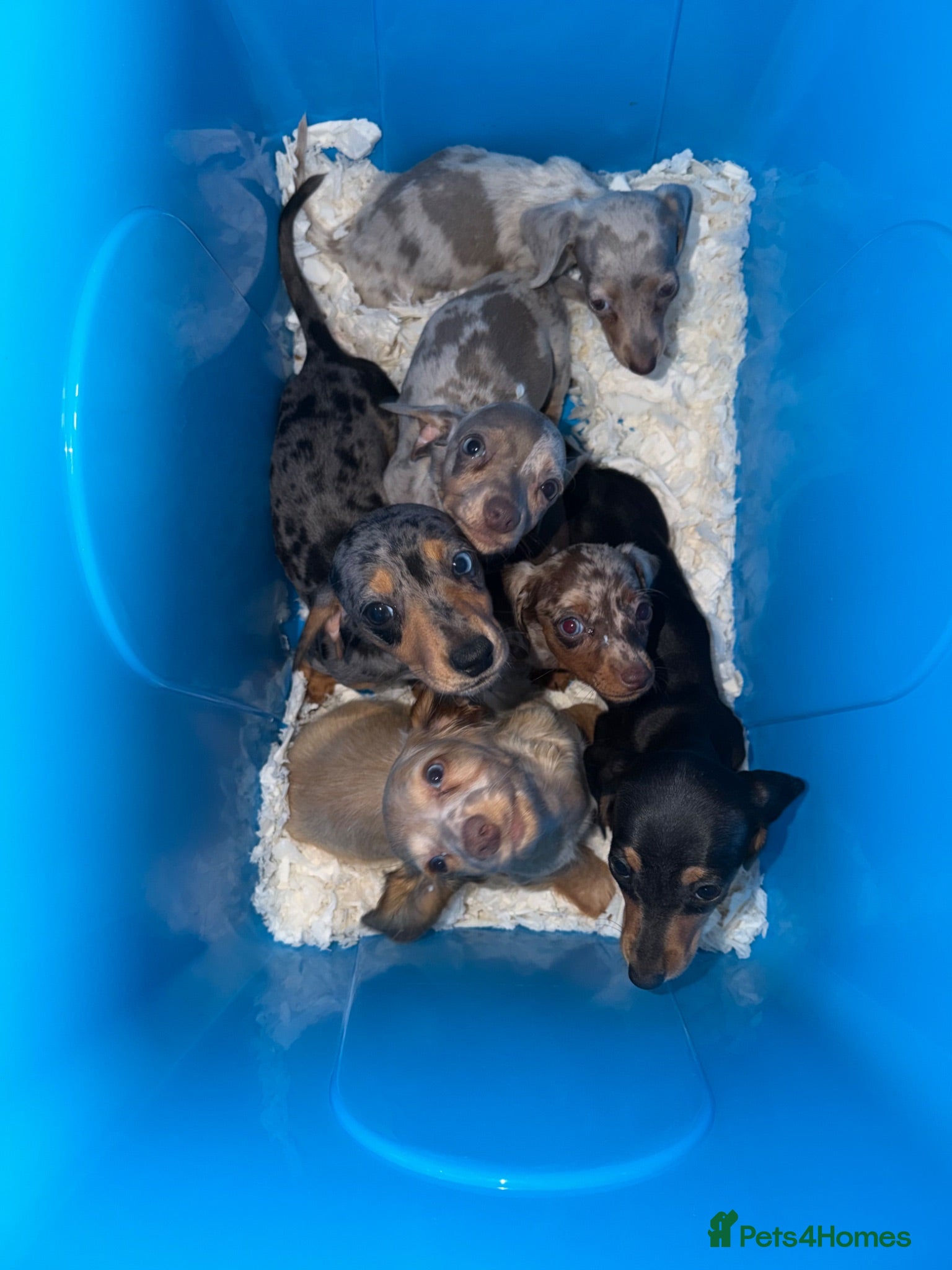 Miniature Dachshund dogs Miniature dachshund puppies  - Advert 2