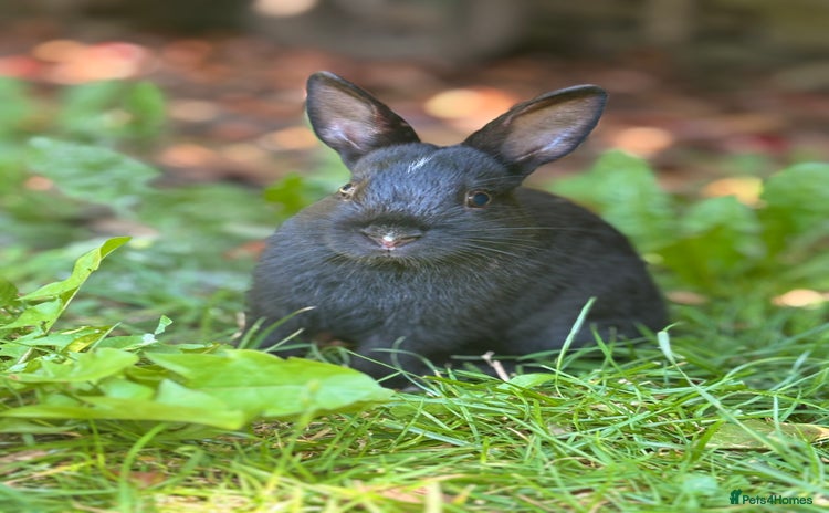 Netherland Dwarf rabbits - Advert 1