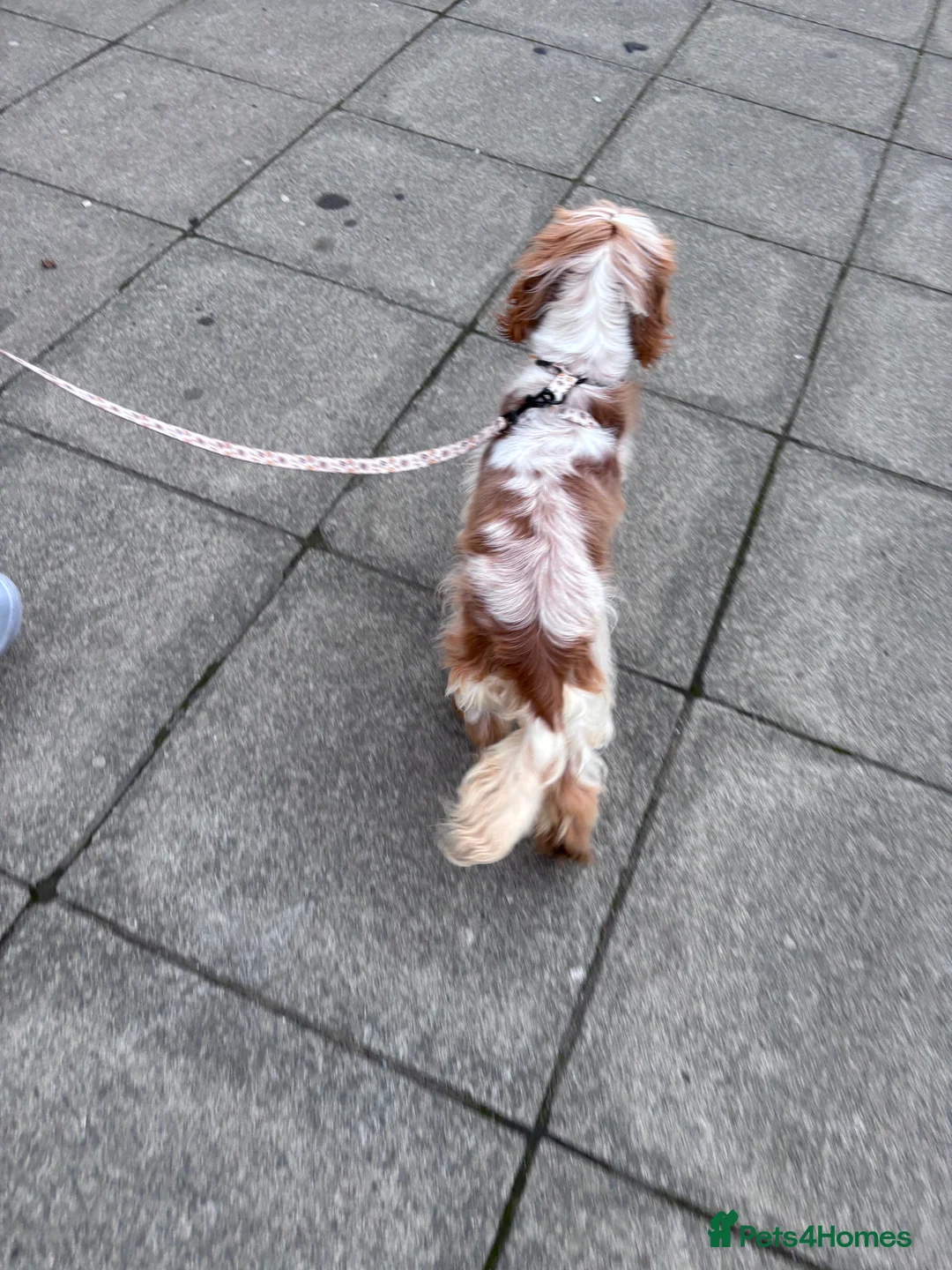 Cocker Spaniel dogs for sale: Female cocker spaniel  in Wirral - Advert 3