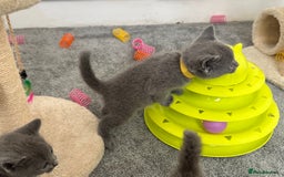 Russian Blue cats for sale: Russian Blue Kittens  - Advert 29