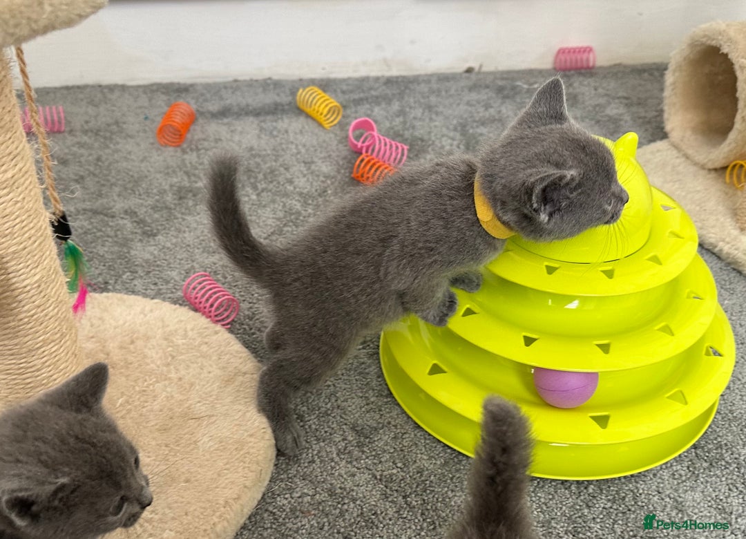 Russian Blue cats for sale: Russian Blue Kittens  - Advert 29