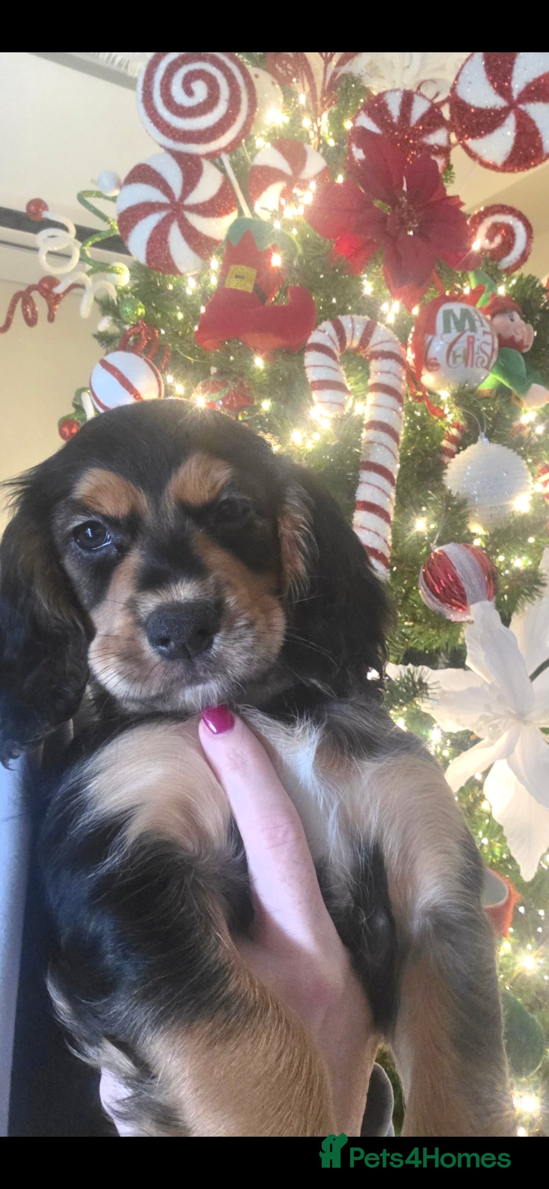 Cocker Spaniel dogs for sale: Working Cocker Spaniel Puppies - Advert 5